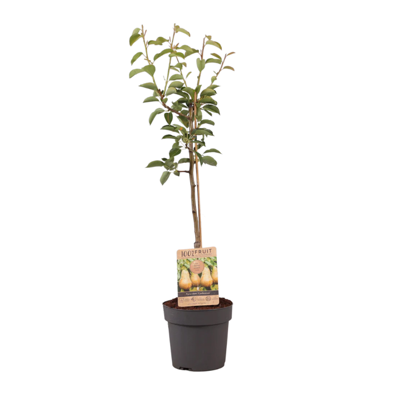 Arbre fruitier 95 cm - image 4